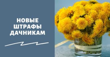 Штраф для дачников за сорняки на участке летом 2021 года